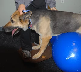 Dog with exercise ball