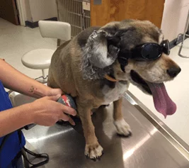 Dog wearing sunglasses during laser therapy session