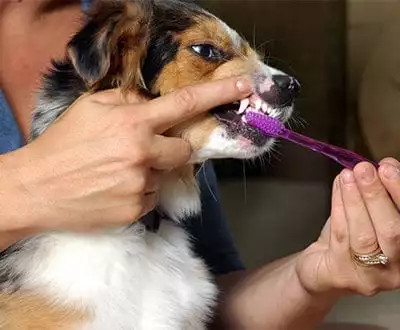 Person brushing a dog's teeth