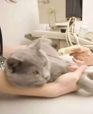 Vet using ultrasound machine on a cat