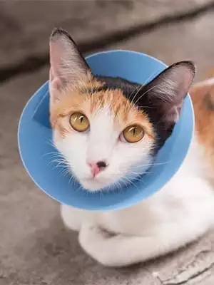 Cat wearing a cone