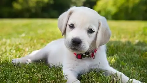 Puppy laying in the grass