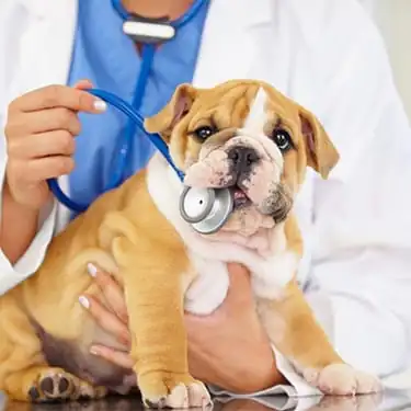 Bulldog puppy chewing on a stethoscope: Pet Diagnostics in Canton