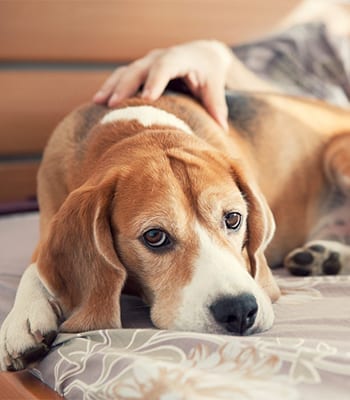 Dog and Cat Allergy Treatments in Canton, MI