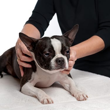 Myofascial Therapy for Pets in Canton, MI