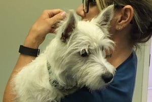 Cat and Dog Vaccinations in Canton, MI