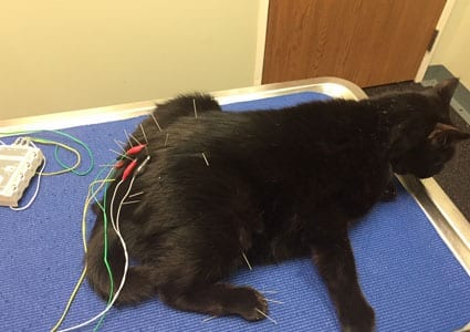 Cat during an acupuncture treatment