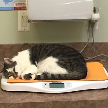 Cat lying on a scale