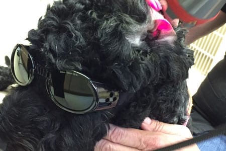 Dog wearing goggles for laser therapy treatment