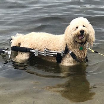 Pet Rehab in Canton