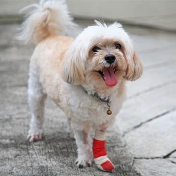 Small dog with a bandaged leg