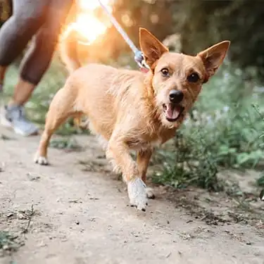 Pet Surgery in Canton