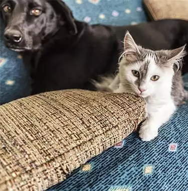Dog and cat sitting on a couch