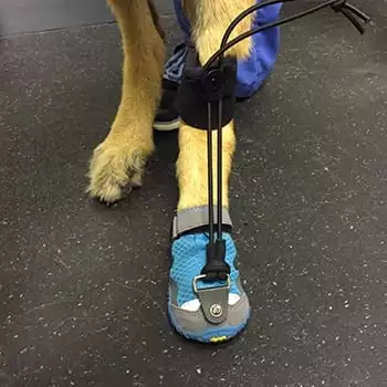 Dog with a cast on its foot