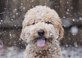 Happy dog in snow: Holiday Pet Safety in Canton