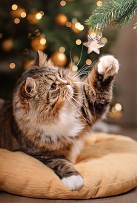 Cat reaching for a Christmas Ornament: Holiday Pet Safety in Canton