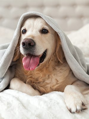 Happy dog under a blanket: Fear Free in Canton