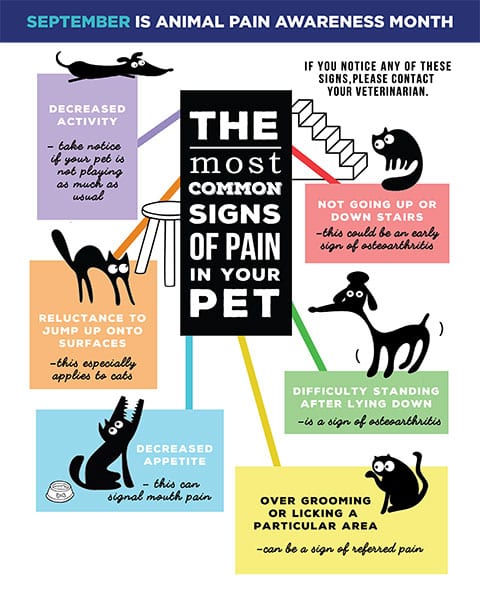 Signs of Dog Pain in Canton, MI