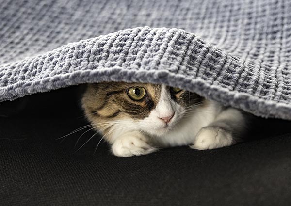 Cute cat hiding under the blanket