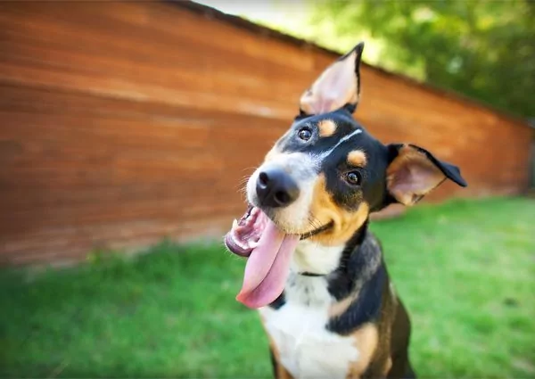 dog_with_tongue_out